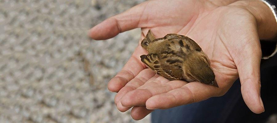 Comment rendre ses vitres sécuritaires pour les oiseaux sauvages